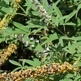 Vitex agnus-castus, Chaste Tree